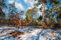 Early spring landscape with pine trees and melting snow in the forest Royalty Free Stock Photo