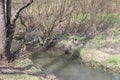 Early spring landscape with a small wild river, bare trees, reflections in the water, dry grass on the banks of the Royalty Free Stock Photo