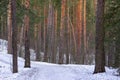 Early spring landscape of the snow in the pine forest. Landscape in the Russia Royalty Free Stock Photo