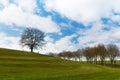 Early spring landscape in sunny day with a field of green winter wheat seedlings and trees. Royalty Free Stock Photo