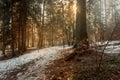 Early spring landscape of sunny snowy forest