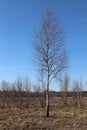 Early spring landscape - young birches growing in the field on a sunny day Royalty Free Stock Photo