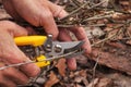 Yellow pruning shears in the hand of the gardener. Early spring and late autumn are the time to prun the bushes in the garden Royalty Free Stock Photo