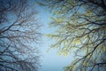 Early Spring leaves and Winter bare branches concept Royalty Free Stock Photo