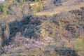 Early spring in loess plateau Royalty Free Stock Photo