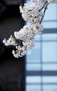White cherry blossoms covered the branches.. Royalty Free Stock Photo
