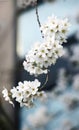 White cherry blossoms covered the branches.. Royalty Free Stock Photo