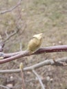 Early spring. March. Magnolia tree buds. Royalty Free Stock Photo