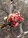 Early spring. March. Opening leaf buds. Royalty Free Stock Photo