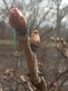 Early spring. March. Opening leaf buds. Royalty Free Stock Photo
