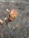 Early spring. March. Opening leaf buds. Royalty Free Stock Photo