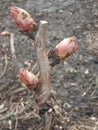 Early spring. March. Opening leaf buds. Royalty Free Stock Photo