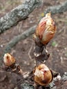 Early spring. March. Opening leaf buds. Royalty Free Stock Photo