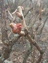 Early spring. March. Opening tree buds. Royalty Free Stock Photo