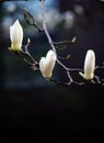 Magnolia buds ready to bloom on the branches.