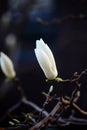 Magnolia buds ready to bloom on the branches.