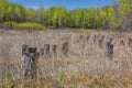 Early Spring at the Marsh