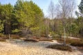 Early spring forest on sandy grounds of natural landscape protected area of Mazovian Landscape Park in Mazovia region in