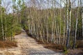 Early spring forest on sandy grounds of natural landscape protected area of Mazovian Landscape Park in Mazovia region in