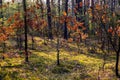 Early spring forest on sandy grounds of natural landscape protected area of Mazovian Landscape Park in Mazovia region in