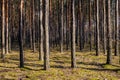 Early spring forest on sandy grounds of natural landscape protected area of Mazovian Landscape Park in Mazovia region in