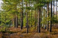 Early spring forest on sandy grounds of natural landscape protected area of Mazovian Landscape Park in Mazovia region in