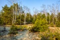 Early spring forest on sandy grounds of natural landscape protected area of Mazovian Landscape Park in Mazovia region in