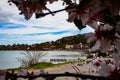 2020 early spring in Monte Argentario. Rocky beach along the road leading to Porto Santo Stefano, seen from a flowering almond