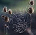 Early spring morning, cobwebs with water droplets Royalty Free Stock Photo