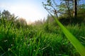 Early Spring morning meadow Royalty Free Stock Photo