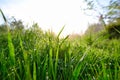 Early Spring morning meadow Royalty Free Stock Photo