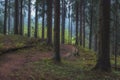 Early spring morning in a old spruce misty forest. The path goes into the fog