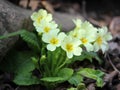 Early spring mountain flowers white, yellow Royalty Free Stock Photo