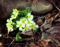 Early spring mountain flowers white, yellow Royalty Free Stock Photo