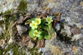 Early spring mountain flowers white, yellow Royalty Free Stock Photo