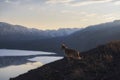 early spring mountain landscape with a dog. Corgi Pembroke looks at a mountain lake with icebergs at sunset