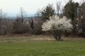 Early spring on the mountain meadow with bush in blossom