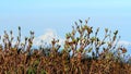 Early spring in the mountains, shoots and tiny green leaves on the bushes. Springtime natural background Royalty Free Stock Photo