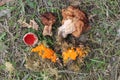 Early spring mushrooms: False Morel Gyromitra esculenta, Byssonectria terrestris and Scarlet elfcup Sarcoscypha austriaca Royalty Free Stock Photo