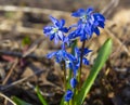 Early spring. Nice blue first  flower, scilla bifolia Royalty Free Stock Photo