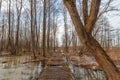 Early spring. old wooden pedestrian road through the swamp. Royalty Free Stock Photo