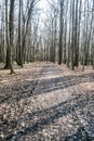 Early spring orest with trail and clear sky in CHKO Poodri near Ostrava city in Czech republic