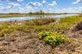 Biebrza river valley wetlands and nature reserve landscape with marsh-marigold flowers in Burzyn village in Poland Royalty Free Stock Photo