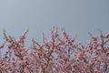 Early spring pink blossoms of cherry plum tree (Prunus cerasifera Royalty Free Stock Photo
