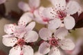 Early Spring Pink Tree Blossoms Royalty Free Stock Photo