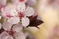 Early Spring Pink Tree Blossoms Royalty Free Stock Photo