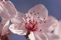 Early Spring Pink Tree Blossoms Royalty Free Stock Photo