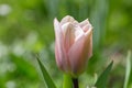 Early spring, pink tulip Algarve close-up in the garden, sunny bright day Royalty Free Stock Photo