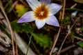 Petals and pistils: 2020 early spring. Pistills! Purple and white wild flower, bokeh effect