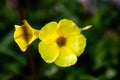 2020 early spring. Pistills! Yellow wild flower, bokeh effect